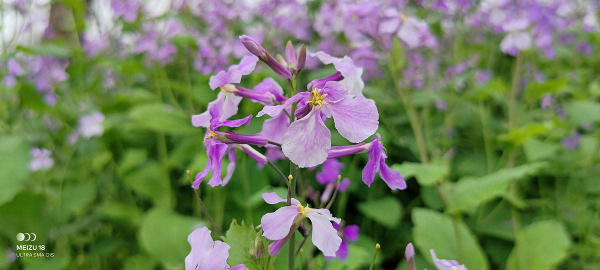 魅族18s深度评测双11,魅族18深度评测钟文泽