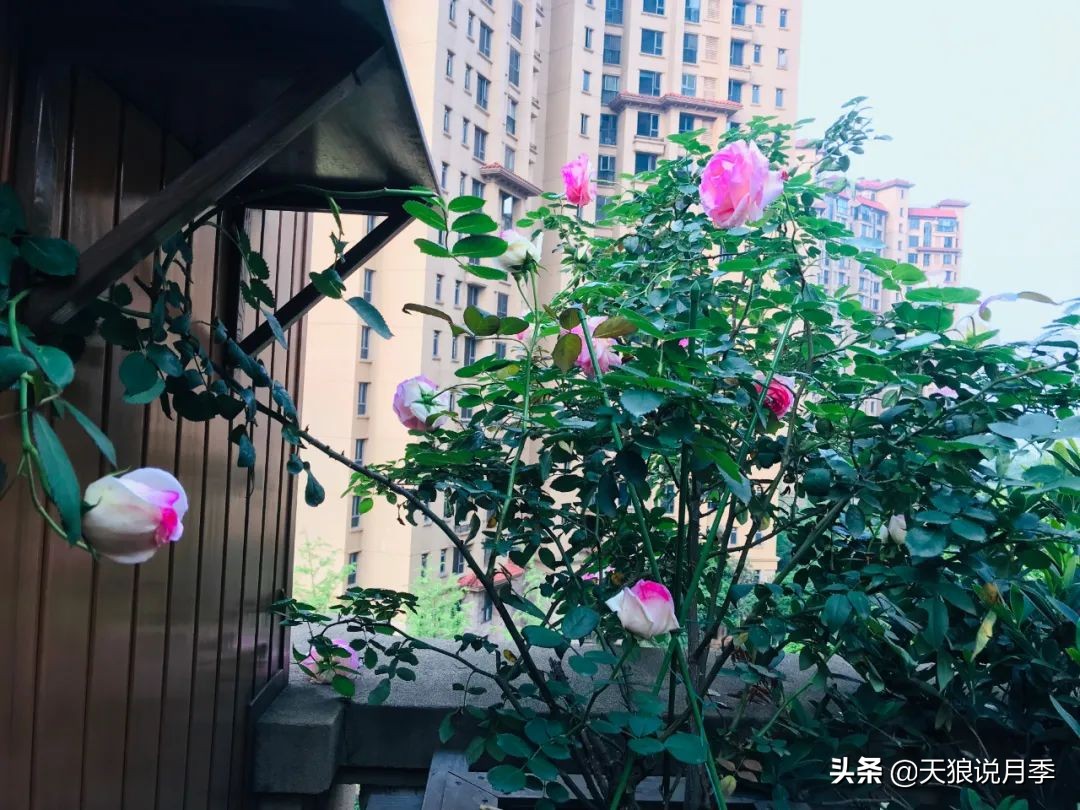 月季春季第一波花要不要剪,月季春季第一波花开后嫁接