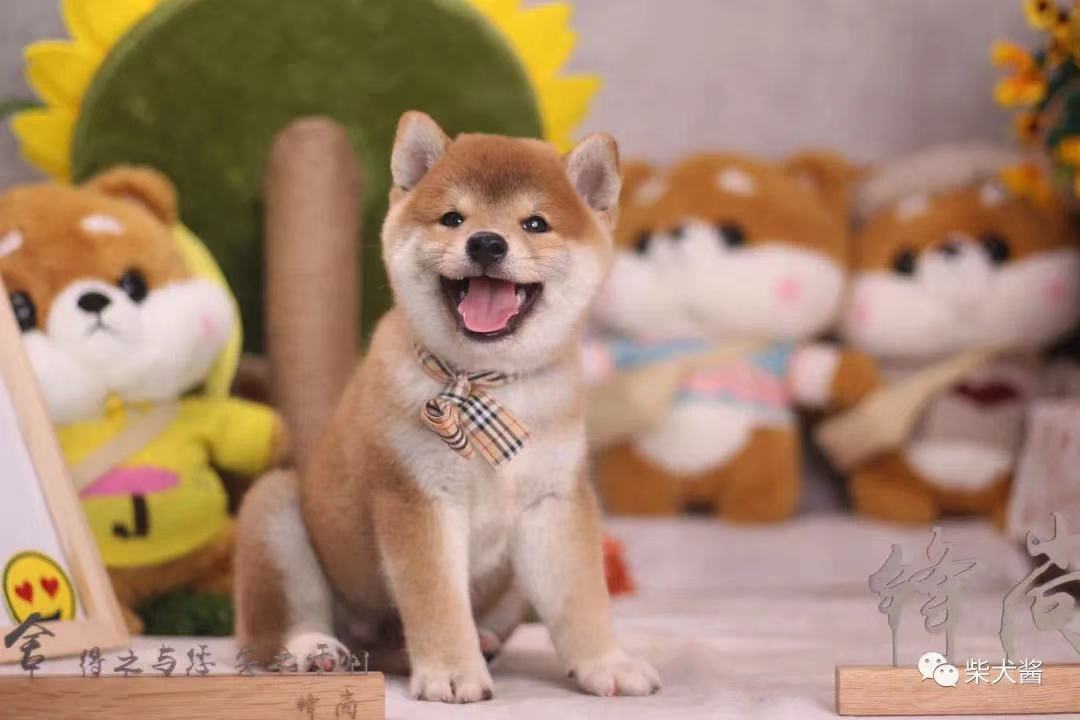 柴犬玻璃胃,养柴犬的5大禁忌