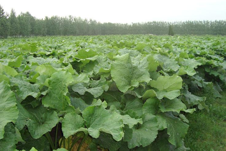 中国人在日本种植的菜,中国大量购买美国农产品是好是坏