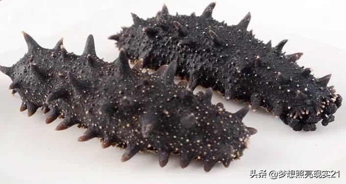 海参内幕深度揭秘99%的人不知道,关于海参的内幕