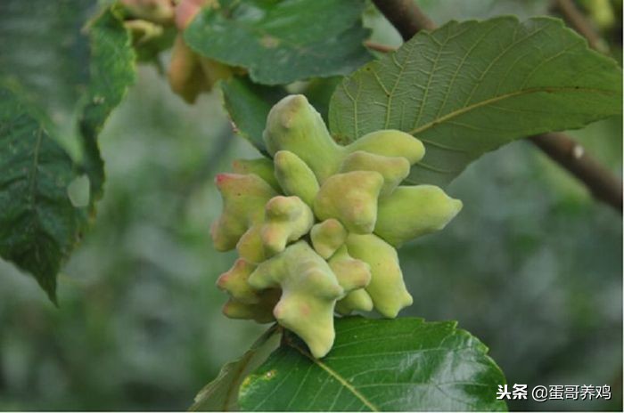 养鸡的十大妙招有哪些,养鸡的秘诀