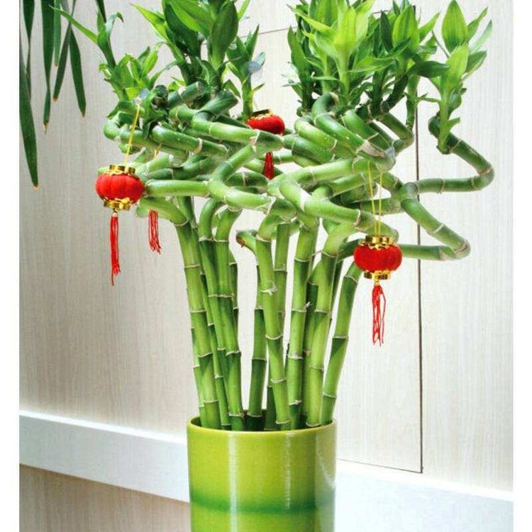 富贵竹黄叶了怎样补救不长根,富贵竹叶子没有生根发黄怎么办