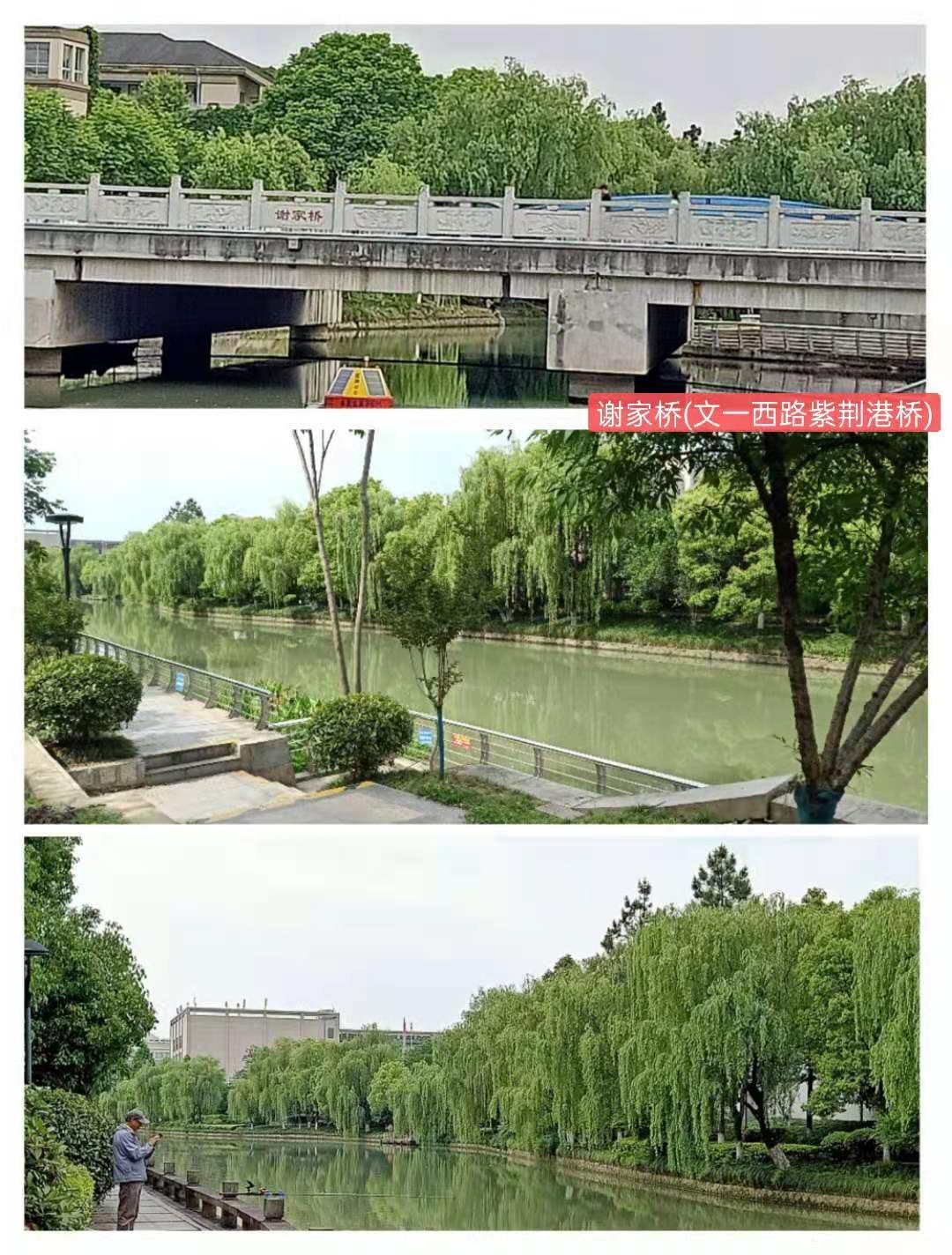 紫荊港源紫荊花紫荆港河穿八桥绿道两岸垂钓人双手活柯野生甲鱼