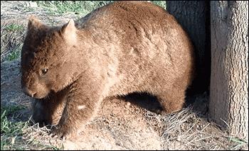 霉菌性妇科炎症反反复复,妇科有腥臭味是怎么回事