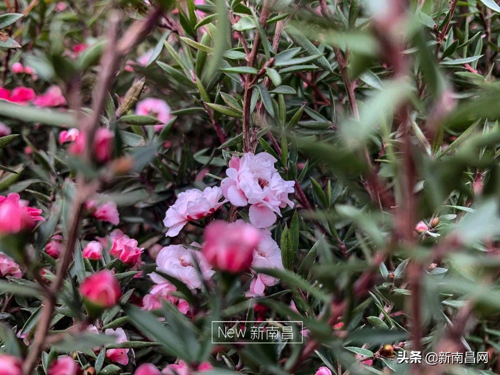 南昌花市有哪些地方,南昌花市批发市场