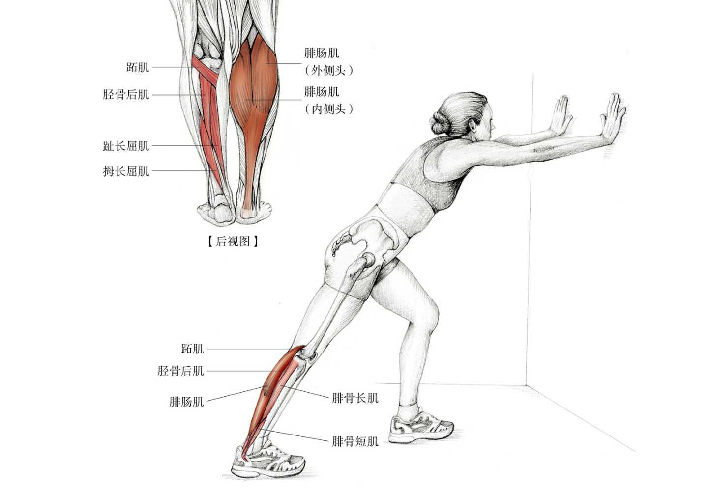 怎么判断脚踝崴脚还是扭伤,崴脚之后怎么恢复脚踝力量