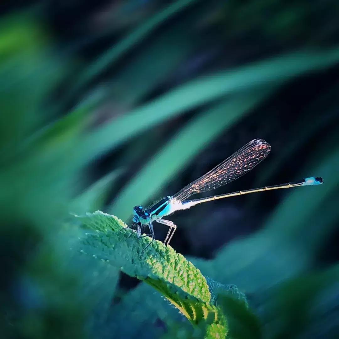 手把手教你拍摄微距花,春天拍花卉微距摄影镜头推荐
