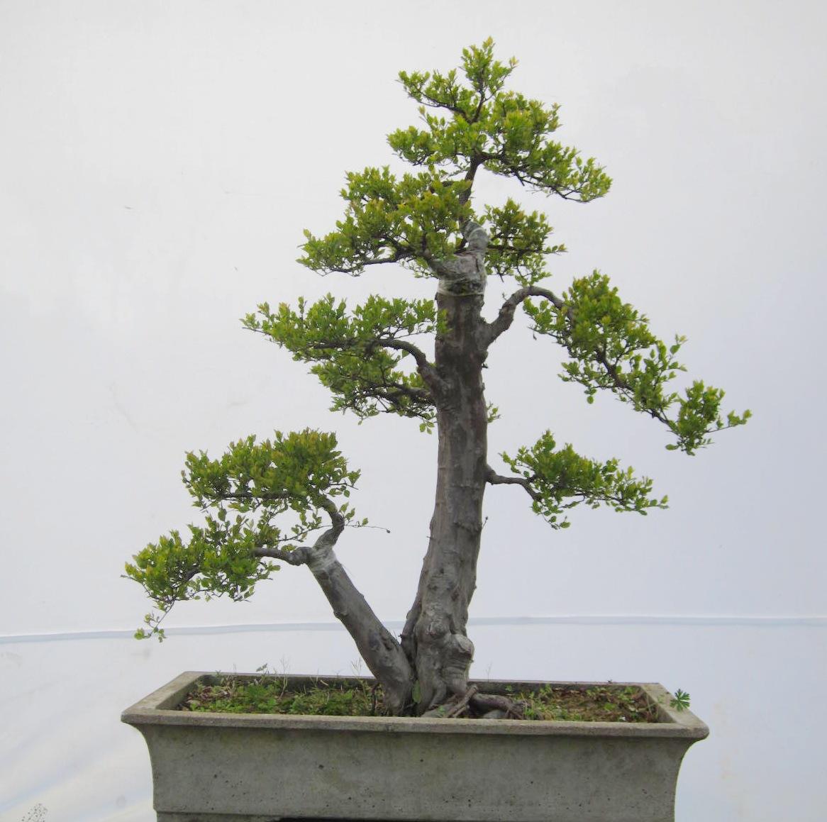 雀梅盆景养护的7大技巧方法,有关雀梅盆景养护知识