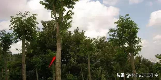 真正的沉香和沉香木,沉香与沉香木之间的联系