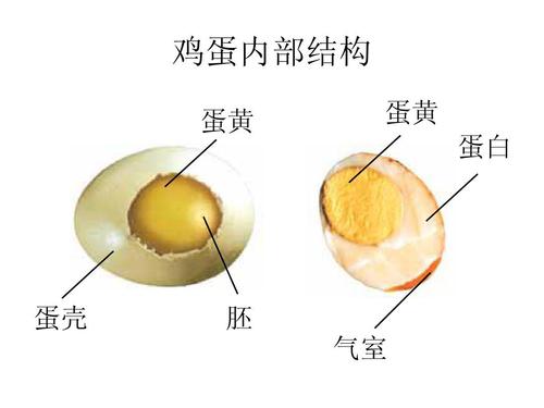 怎样判断鸡蛋里是否能孵化出小鸡,冰箱里的鸡蛋能孵化小鸡要多少天