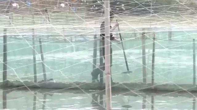 如何捕鱼跳跳鱼,野生跳跳鱼养殖