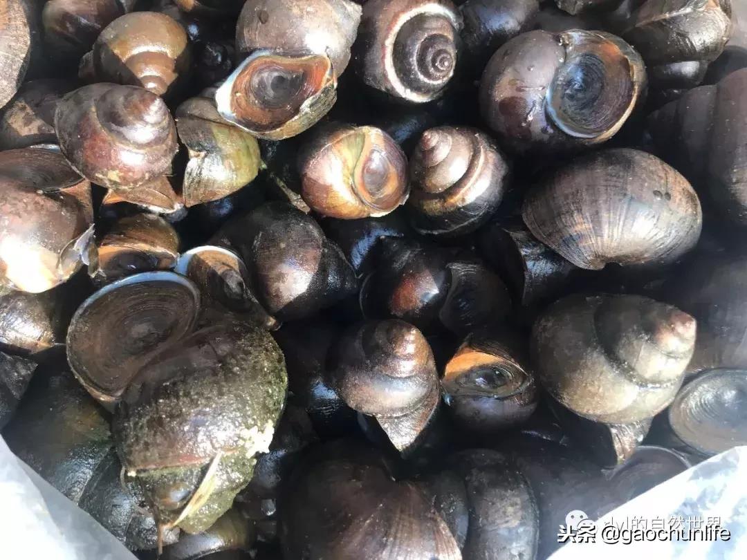 大草龟和小草龟谁好养,变异草龟和草龟的区别