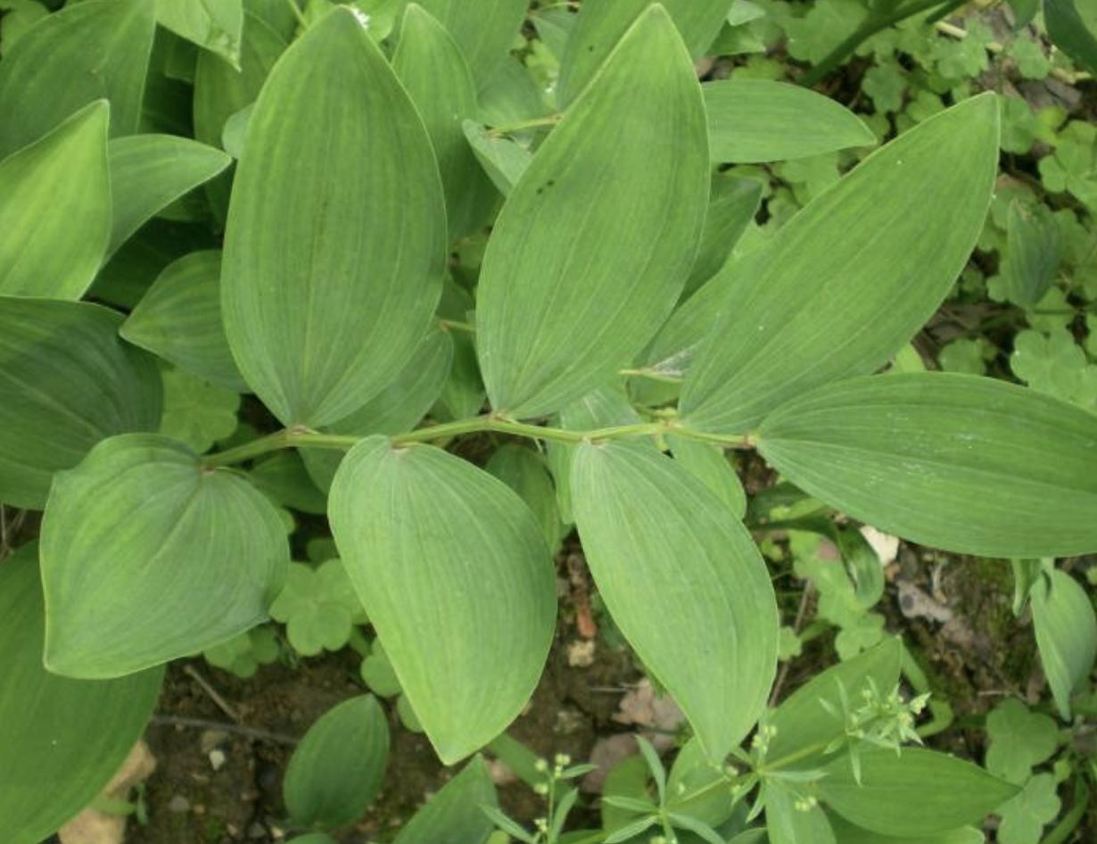 十大珍稀野生玉竹图片,树林里的珍贵药材