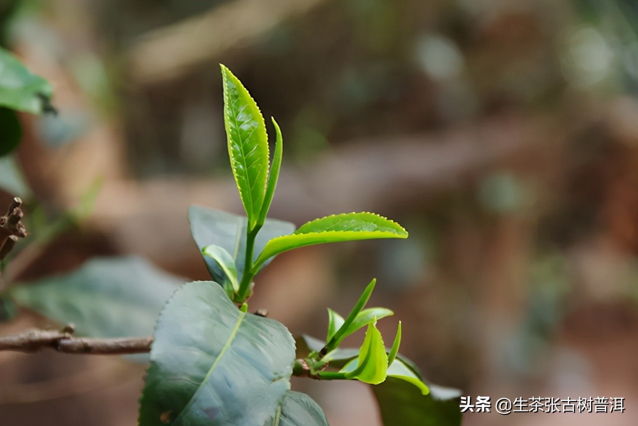 六大茶山倚邦普洱生茶,倚邦普洱茶的特点