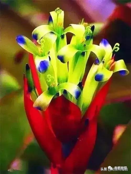 正月初九祝愿大家好运长长久久,正月初九最美好的祝福送给友友们