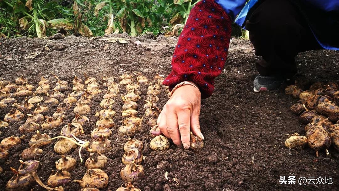 荸荠种植如何实现高产?掌握荸荠栽培管理要点,很实用的技术