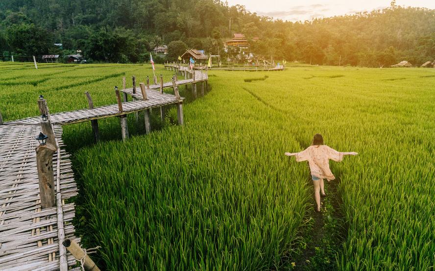 紫槐花开，乡愁淡淡（存稿）