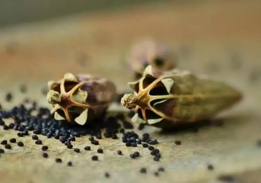 趣话瘾史：*片鸦**系列