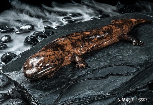 保护的小动物有哪些,保护类小动物