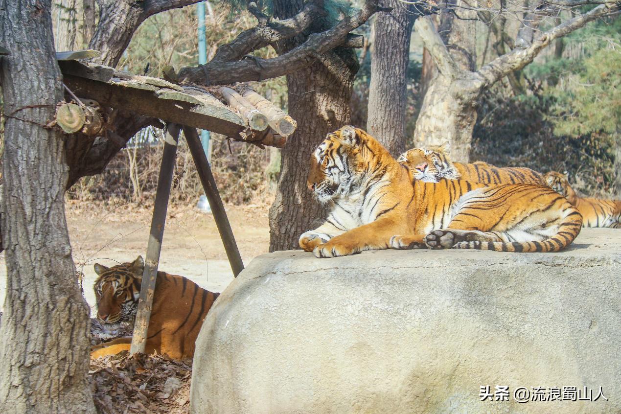 韩国初见,初见韩国版