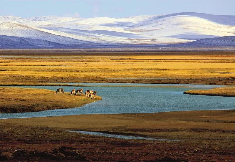 可可西里救援视频,可可西里生死救援