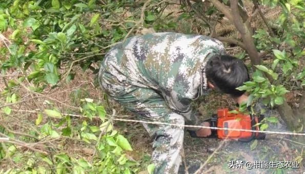 怎么判断柑橘树是黄龙病,如何防治黄龙病