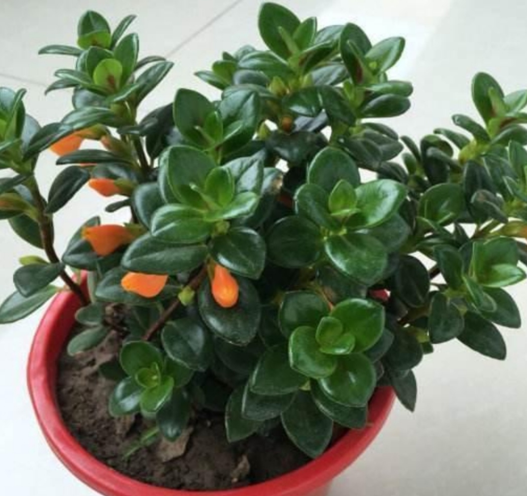 金鱼吊兰很多花苞怎么就不开花,金鱼吊兰开花期间怎么养护和浇水