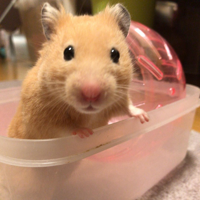 放养仓鼠仓鼠会开心吗,放养仓鼠在家里不见了