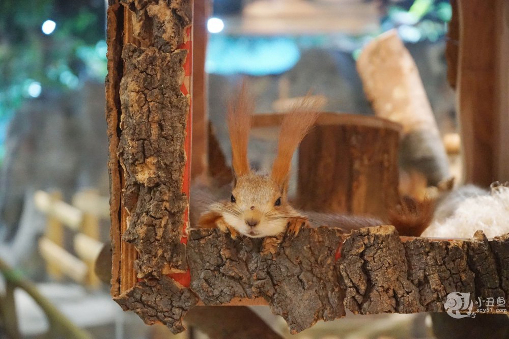 儿童玩的遛娃好去处,有动物的溜娃好去处