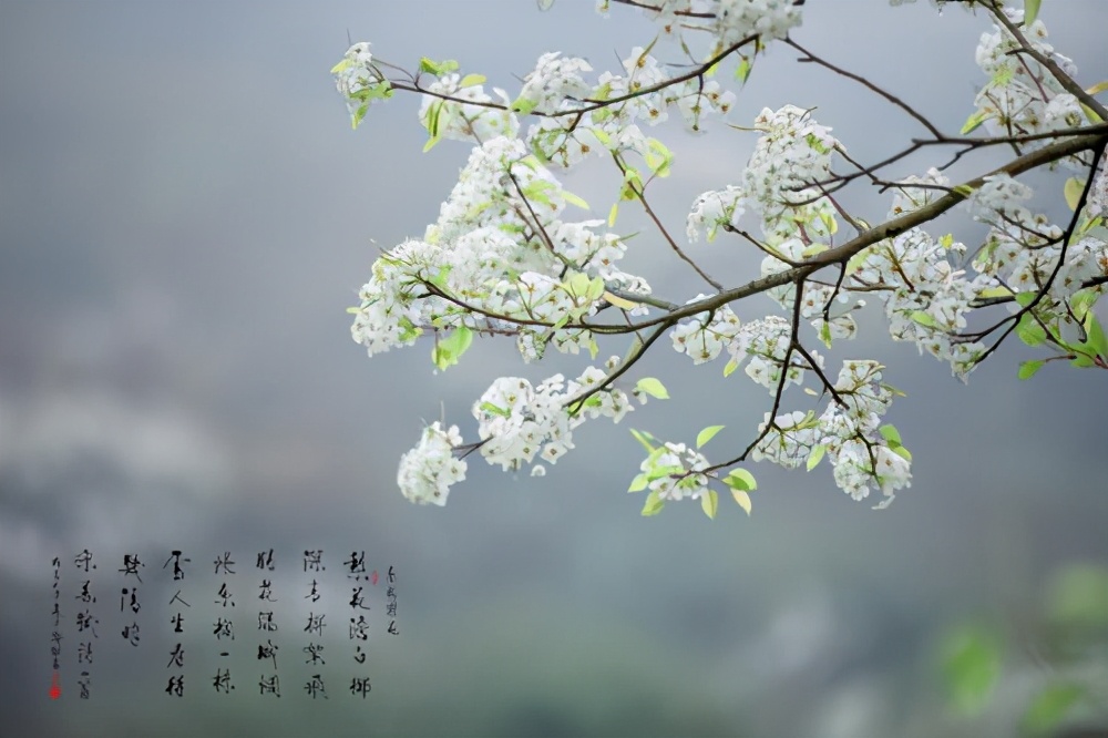 宋诗100首经典诗,宋诗精选10首不输唐诗