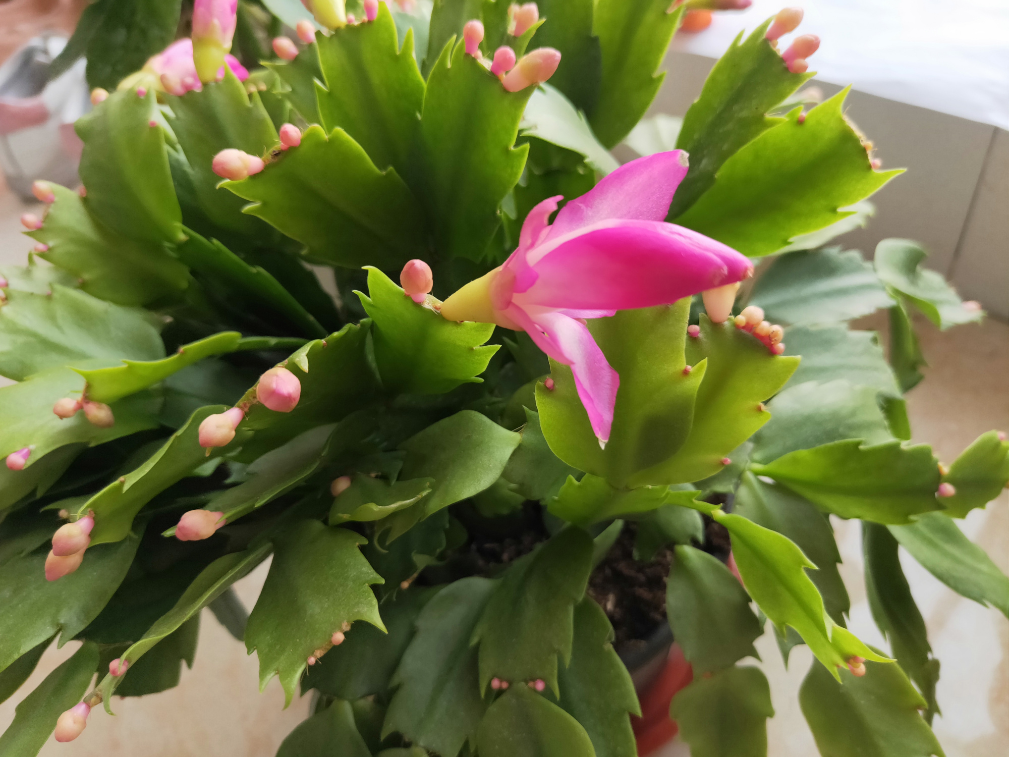 蟹爪兰长出花苞后怎么养护,火龙果嫁接的蟹爪兰花苞干瘪坏死