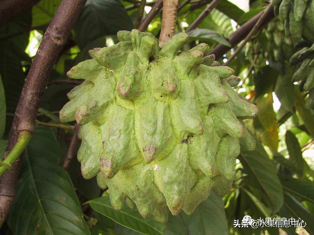 目前释迦最好的品种,粉色释迦