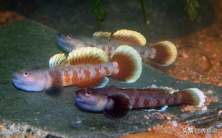 观赏鱼哪种最好养又好看,哪种观赏鱼好看又好养适合新手