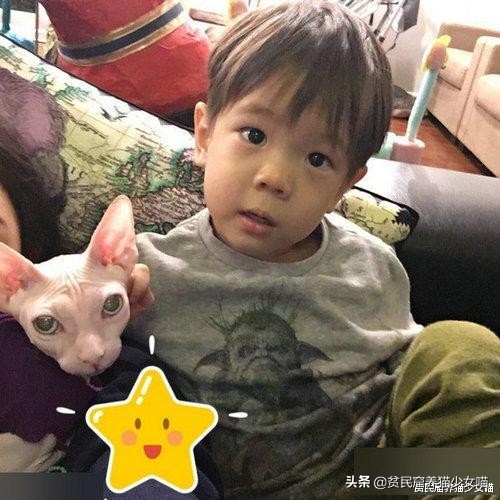 击破谣言，关于无毛猫的那些传言，有好几条都是人类想当然