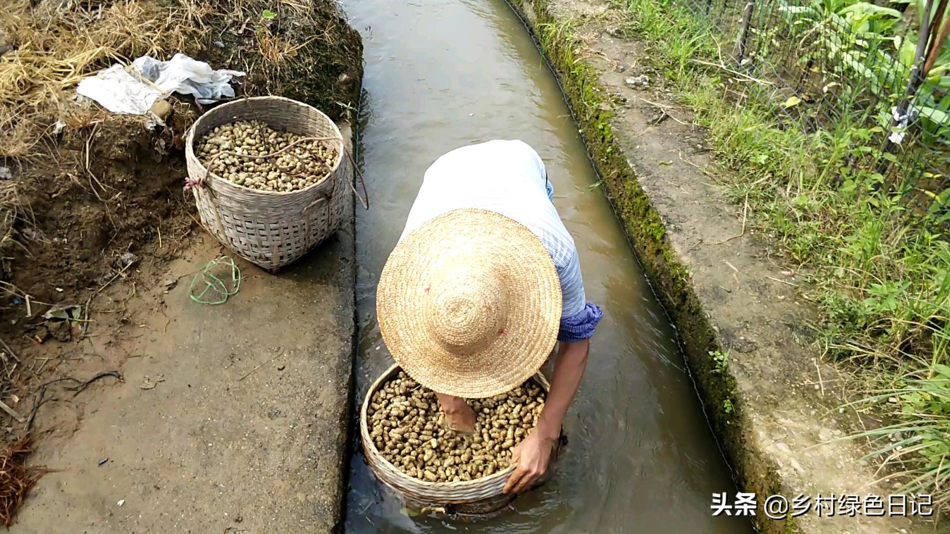 农民花生收获的季节,农民收获花生场景