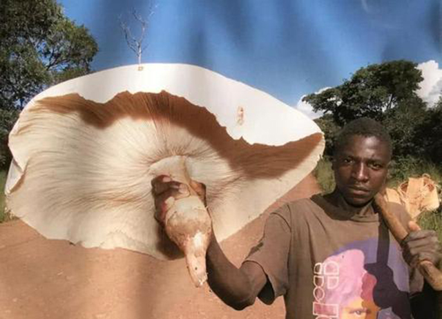 被上帝认为不洁的蘑菇,凭什么能“纵横”于神州大地