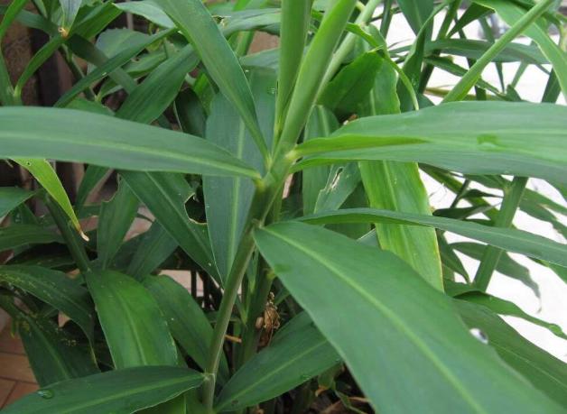 生姜盆景造型,生姜水养盆景的方法