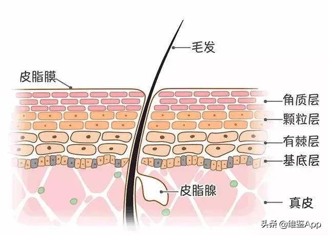 挤痘一定要挤出血吗,徒手挤了痘痘怎么办