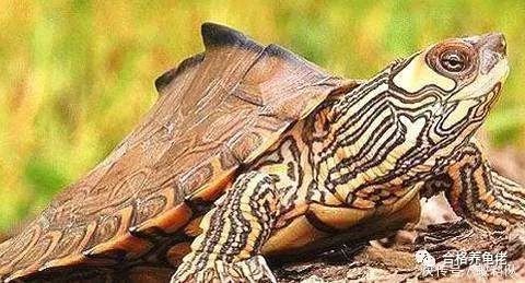 龟中二哈是什么龟,地图龟二哈行为