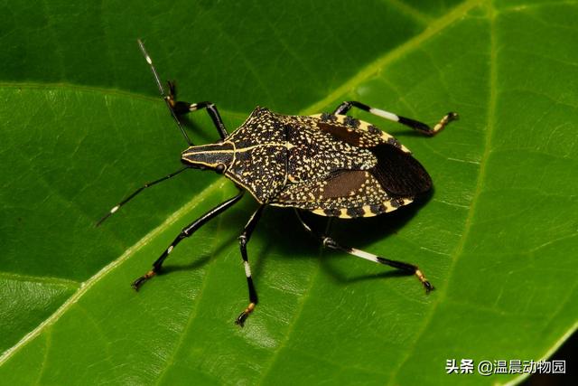 盘点我们没有见过的虫子,小时候的虫子长得有多恐怖