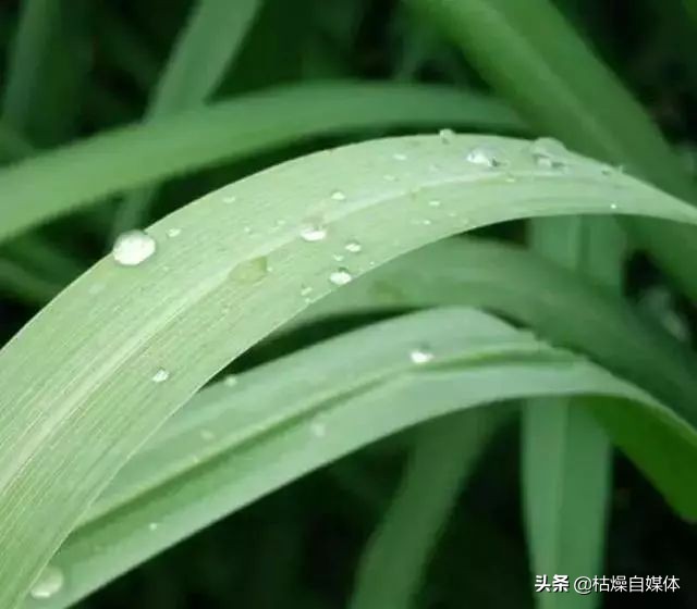 日本蚊子黑科技,灭蚊子神器日本