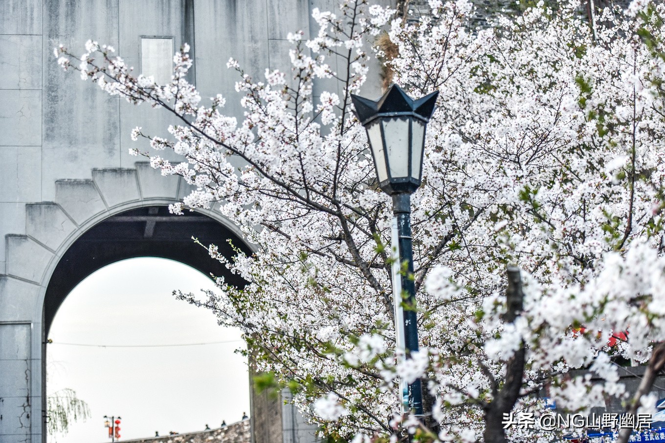 最美南京鸡鸣寺,春天南京鸡鸣寺樱花