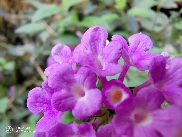 nex3s国产屏,全面屏手机nex3