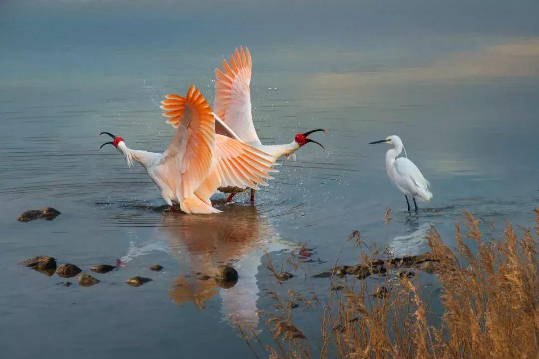 保护朱鹮,朱鹮自然保护区有利条件