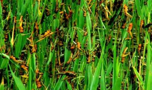 蝗虫为什么会出现蝗灾,蝗虫为什么会进化成这个样子