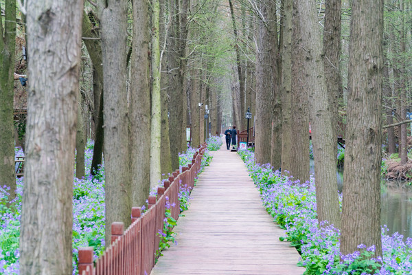 踏春赏花正当时，打卡千垛水上油菜花！玩转兴化景点美食全攻略