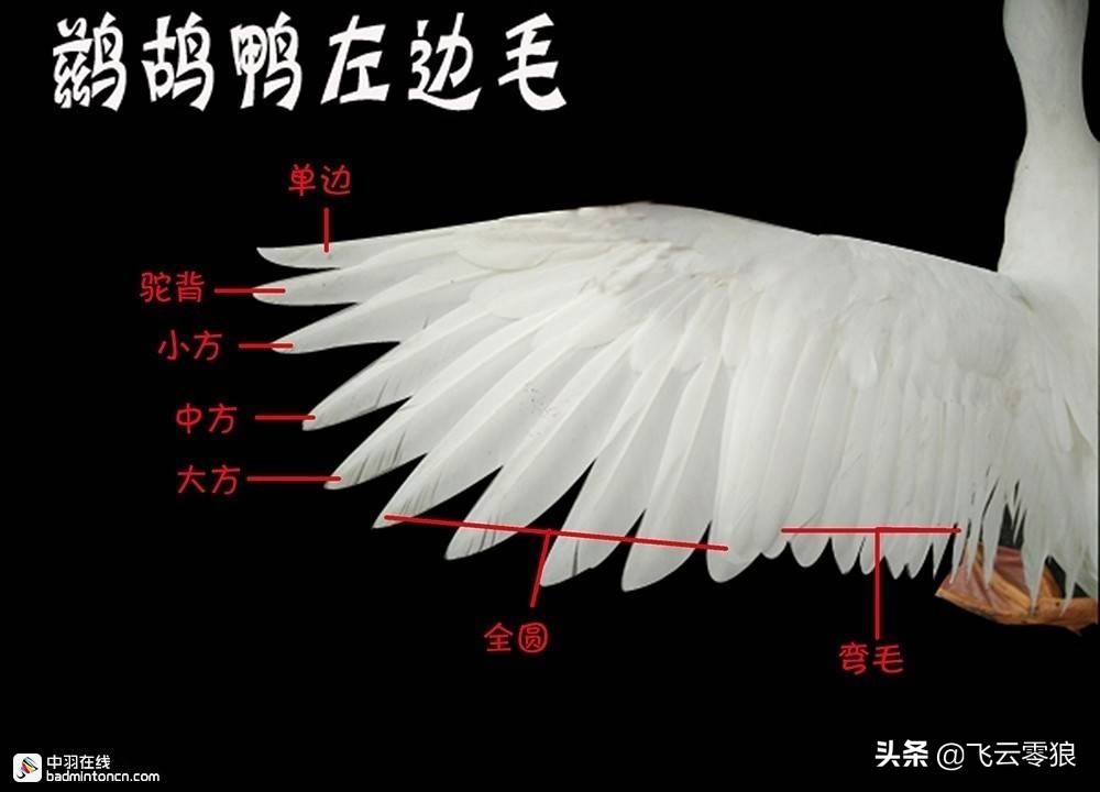 羽毛球冷知识羽球篇,中羽在线羽毛球技术水平分级标准