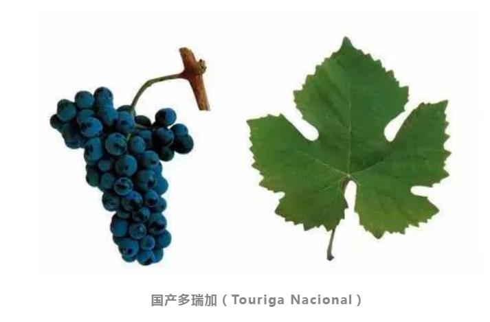 葡萄牙零基础入门学习,葡萄牙葡萄酒的特点