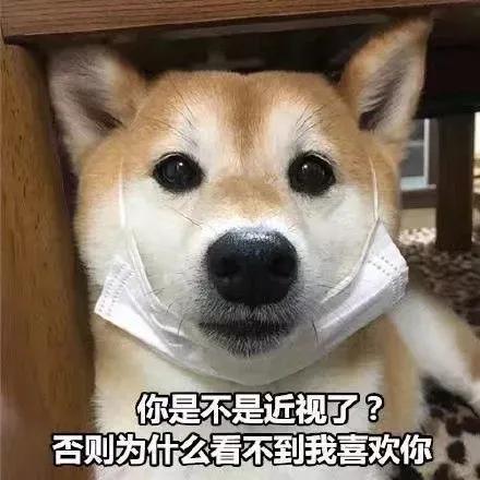 柯基幼犬选择什么狗粮,高性价比狗粮测评狗粮选择攻略